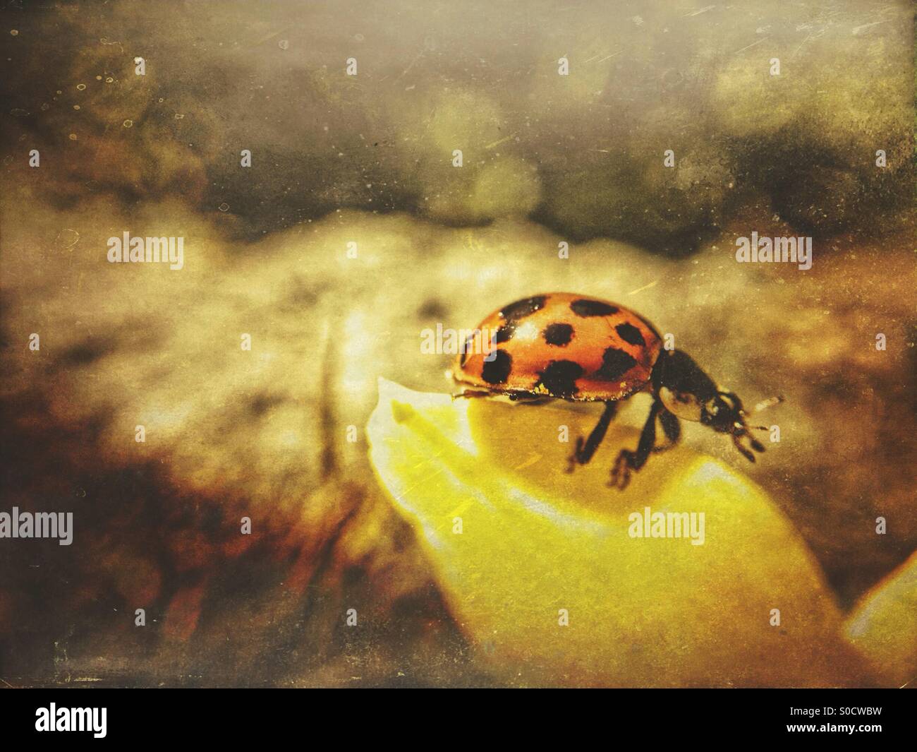 Ladybird on a daffodil - Smartphone Captured Stock Image