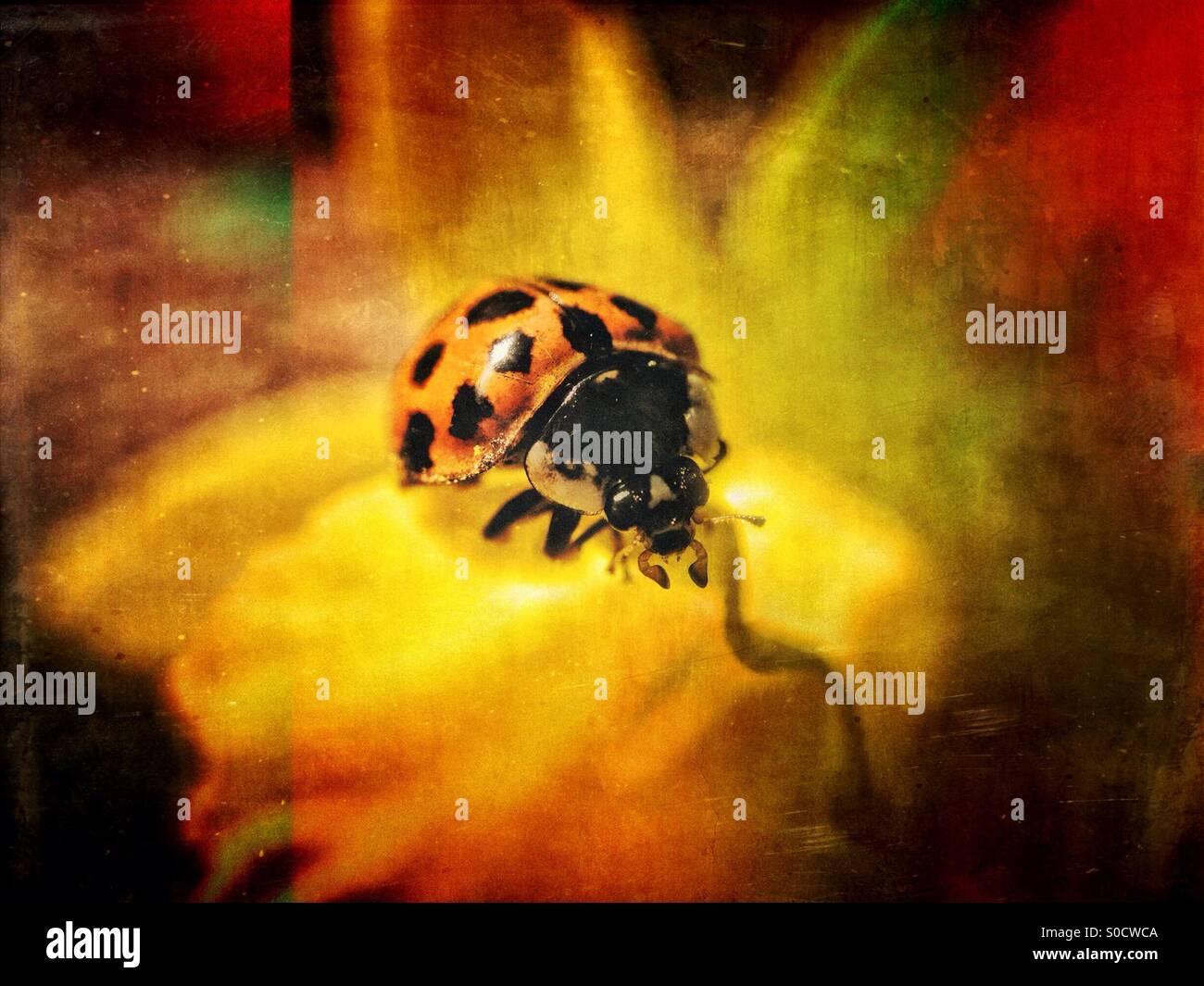 Ladybird on a daffodil leaf - Smartphone Captured Stock Image