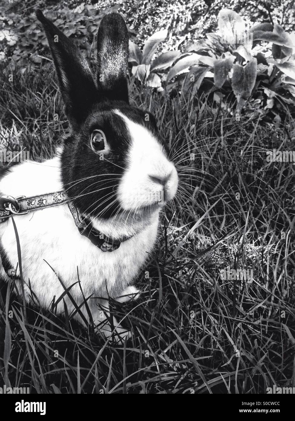 Dutch rabbit in the garden - Smartphone Captured Stock Image