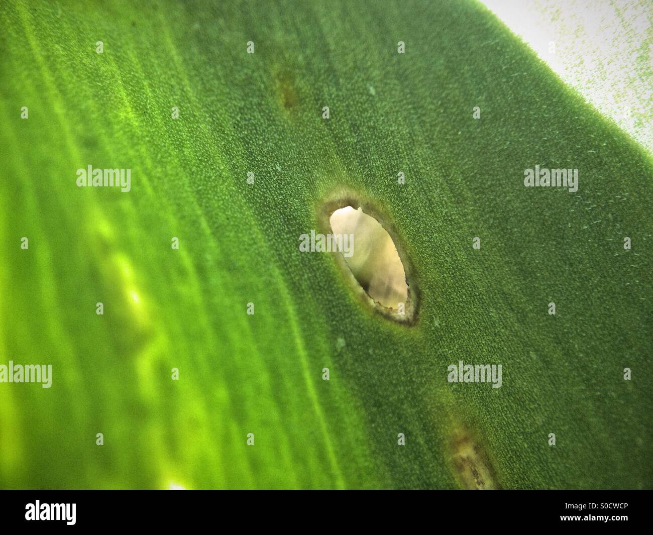 Hole in a tulip leaf - Smartphone Captured Stock Image