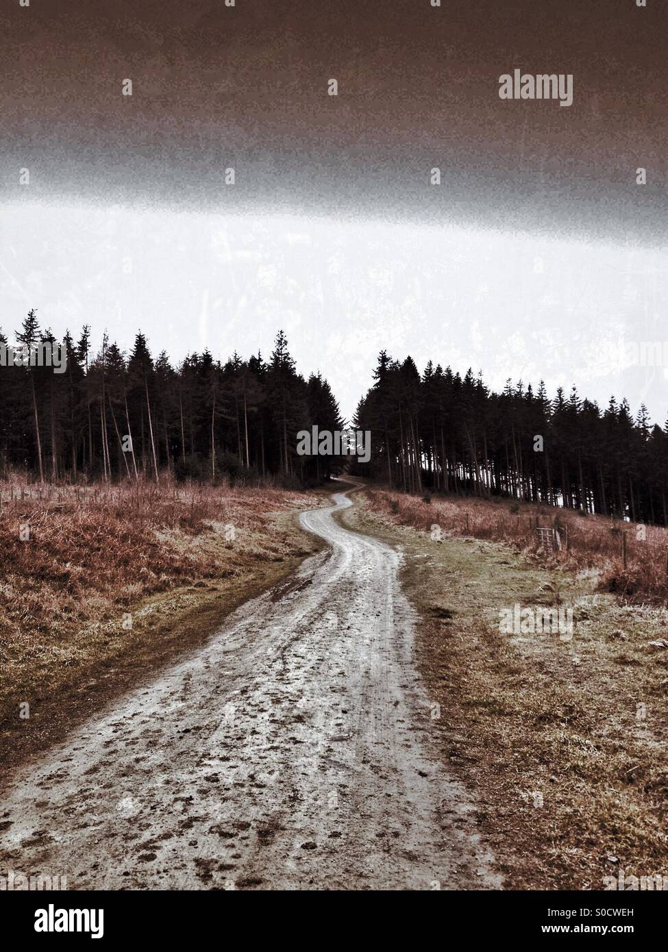 Forest track - Smartphone Captured Stock Image