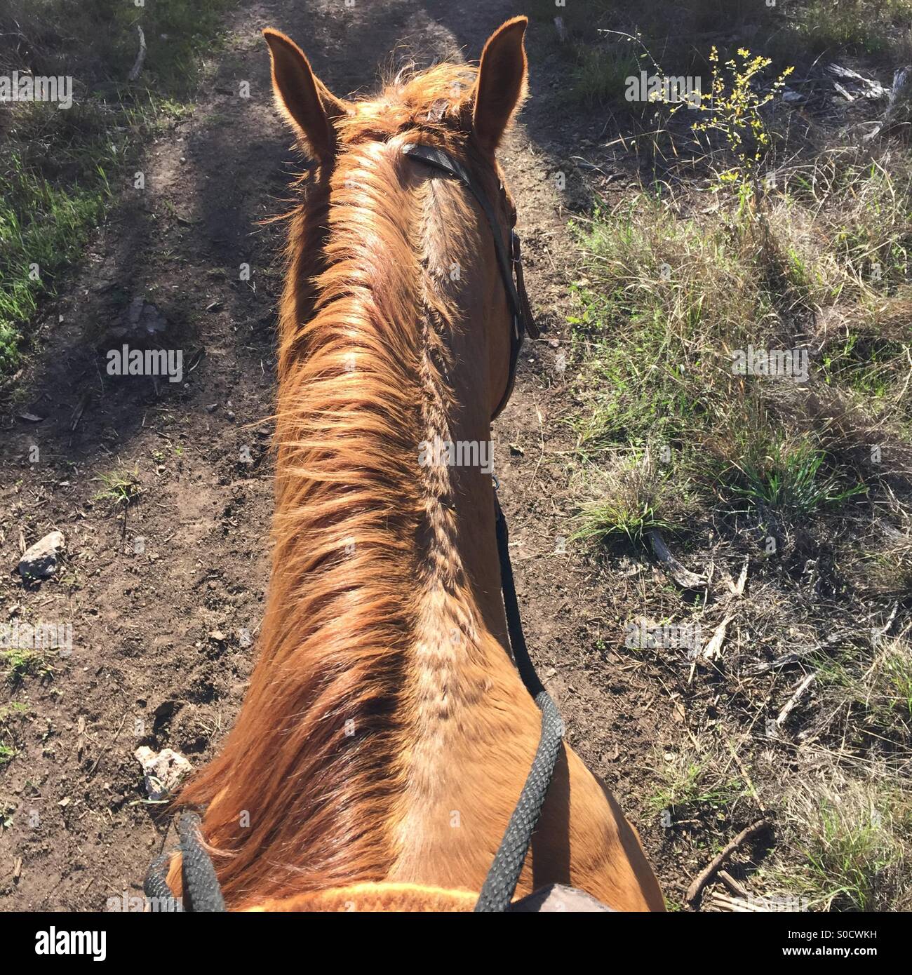 Back of horse head Stock Photo