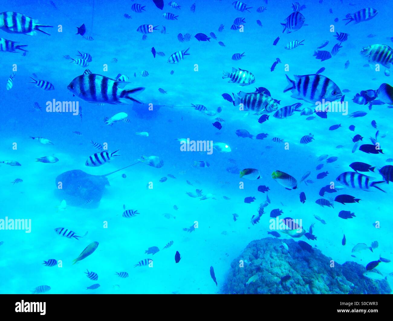 Underwater photography of coral reef and sea life - Smartphone Captured Stock Image