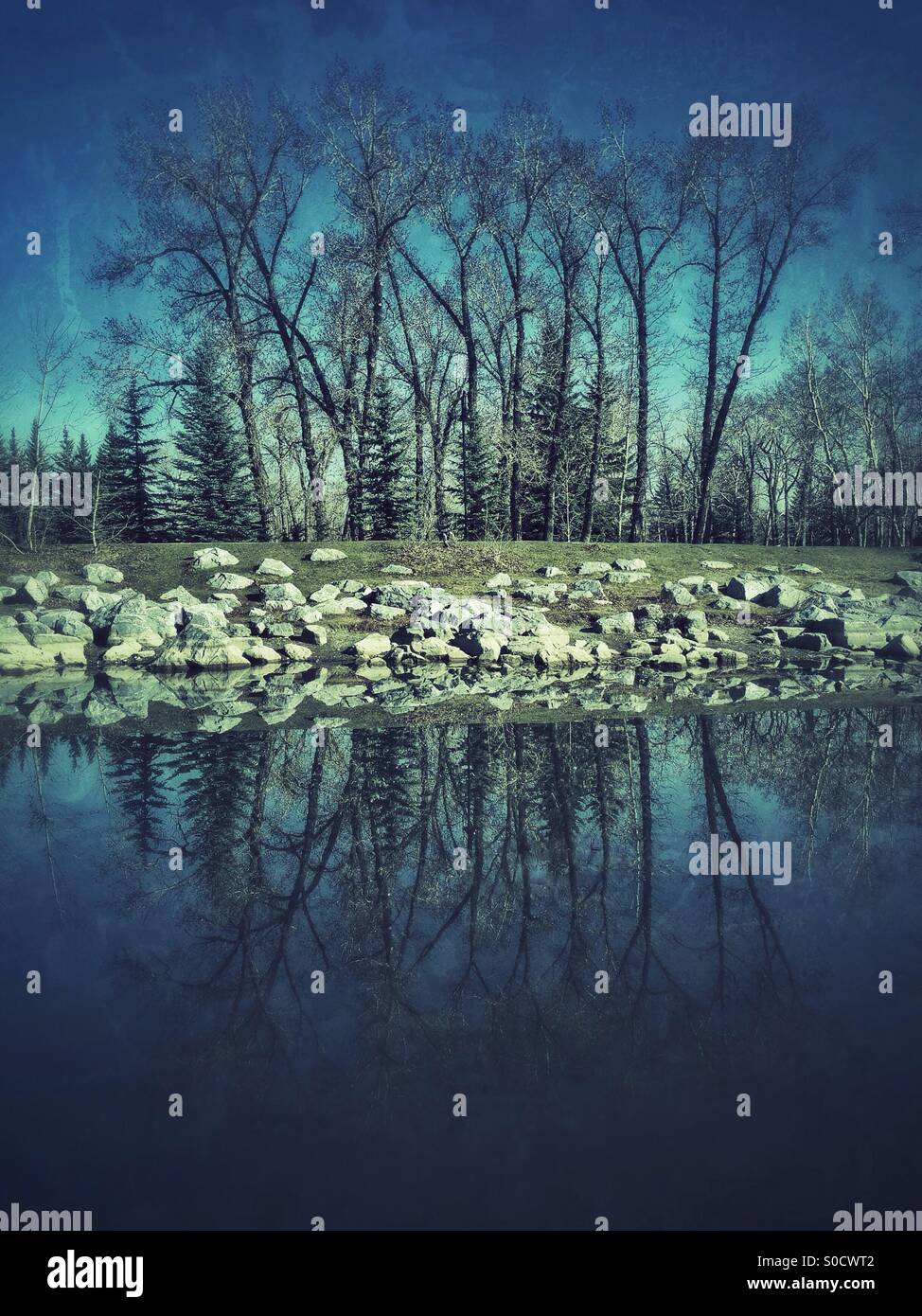 Trees reflected in the lagoon, at Prince's Island Park, Calgary, Alberta, Canada. - Smartphone Captured Stock Image