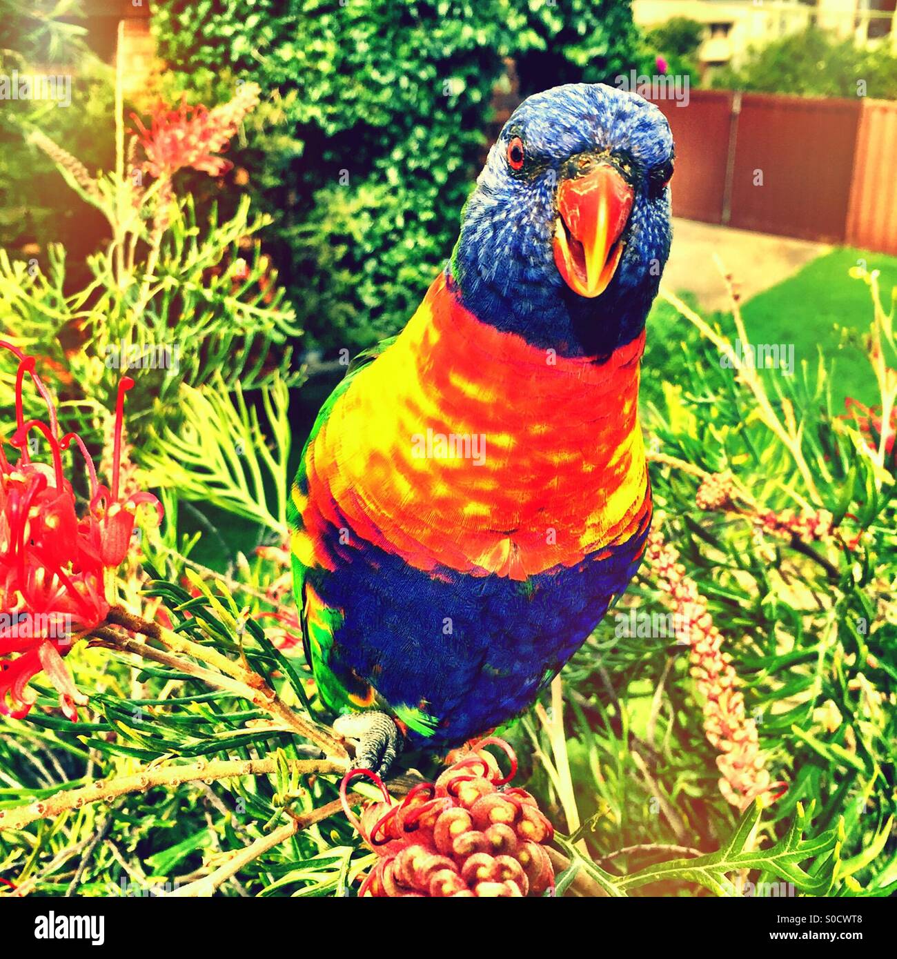 A Rainbow Lorikeet in the garden Stock Photo