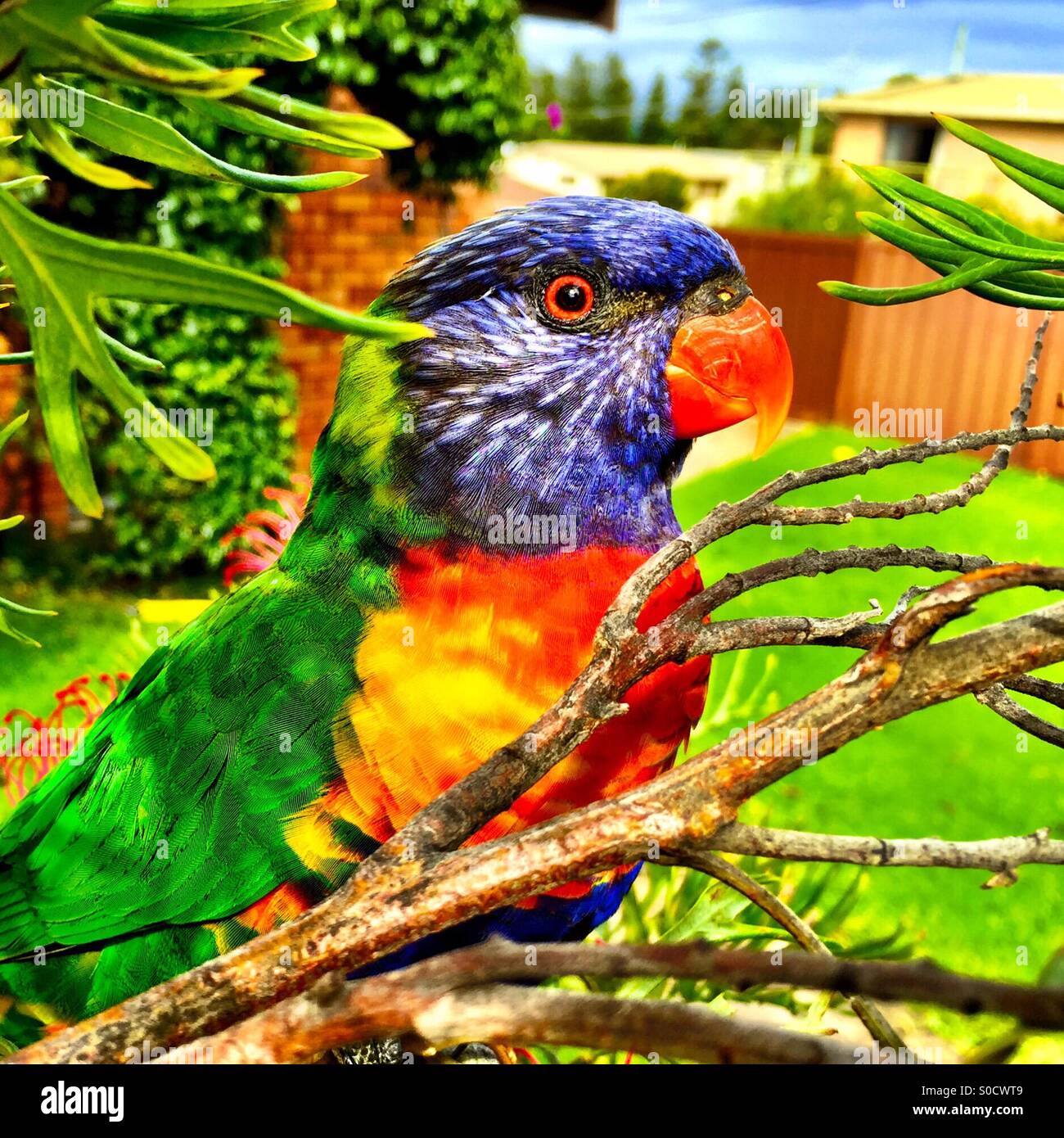 A Rainbow Lorikeet in the garden Stock Photo