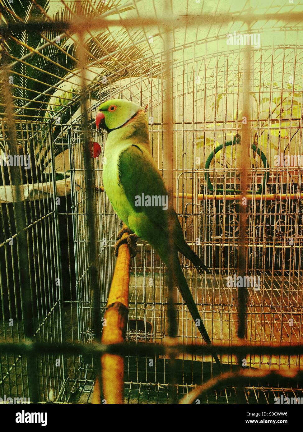 Parrot Cage Pakistan atelieryuwa.ciao.jp