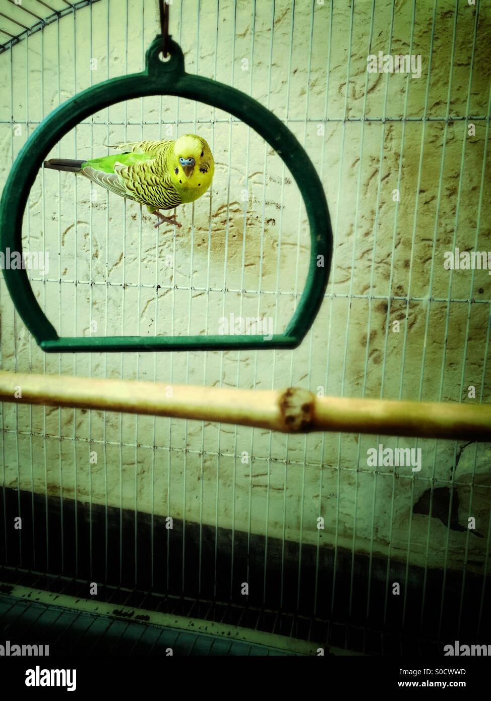 Yellow and green lovebird inside a cage Stock Photo