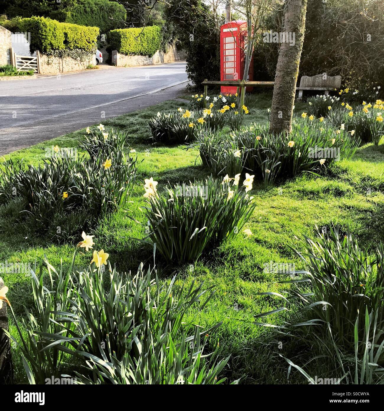 Daffodils on a village green with a redo telephone box and bench in the background. - Smartphone Captured Stock Image