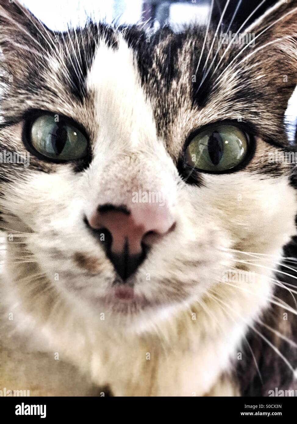 Cat portrait - Smartphone Captured Stock Image