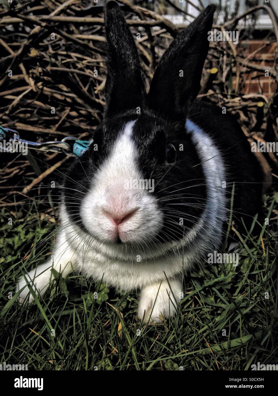 Dutch rabbit in garden - Smartphone Captured Stock Image
