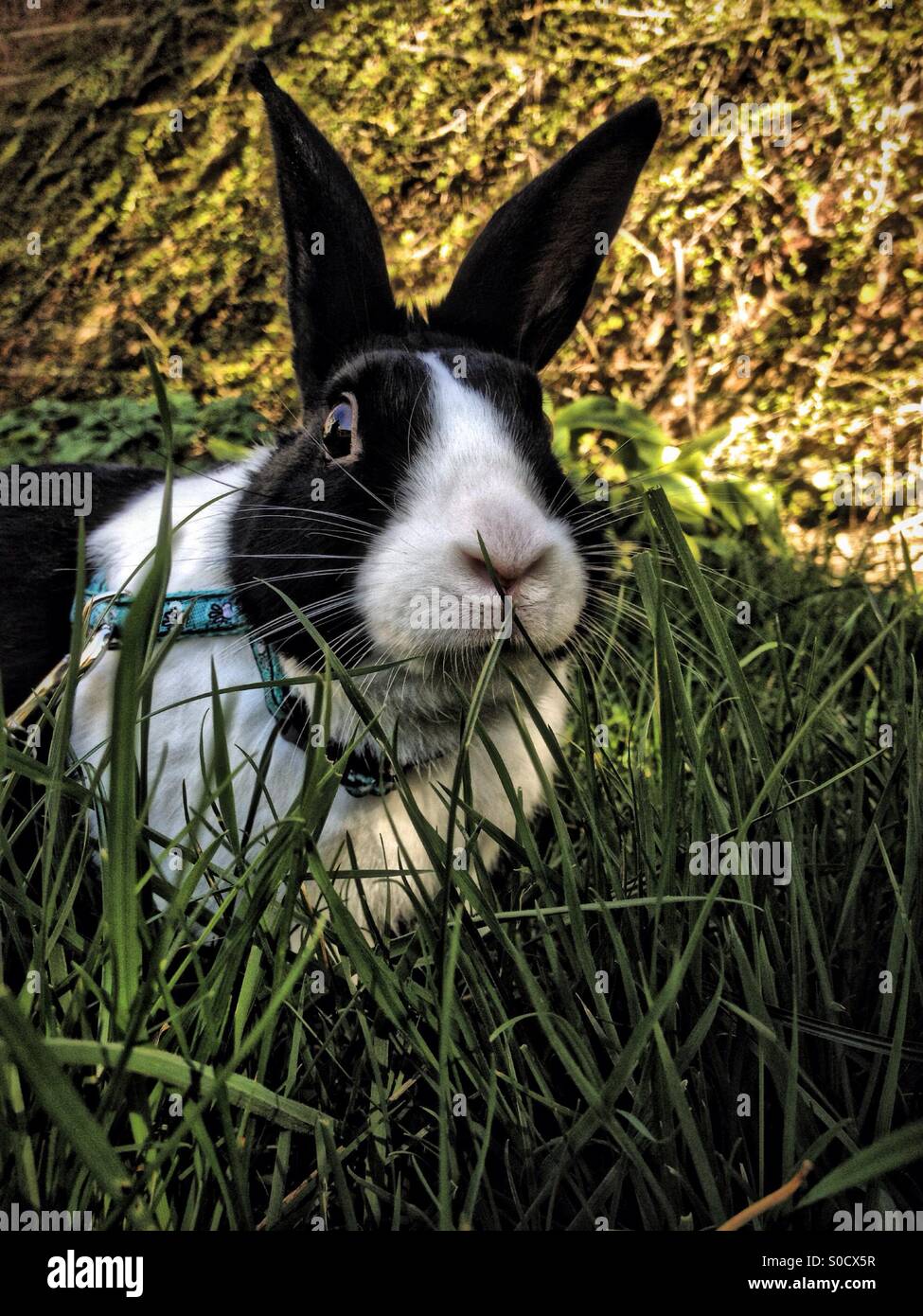 Dutch rabbit in garden - Smartphone Captured Stock Image