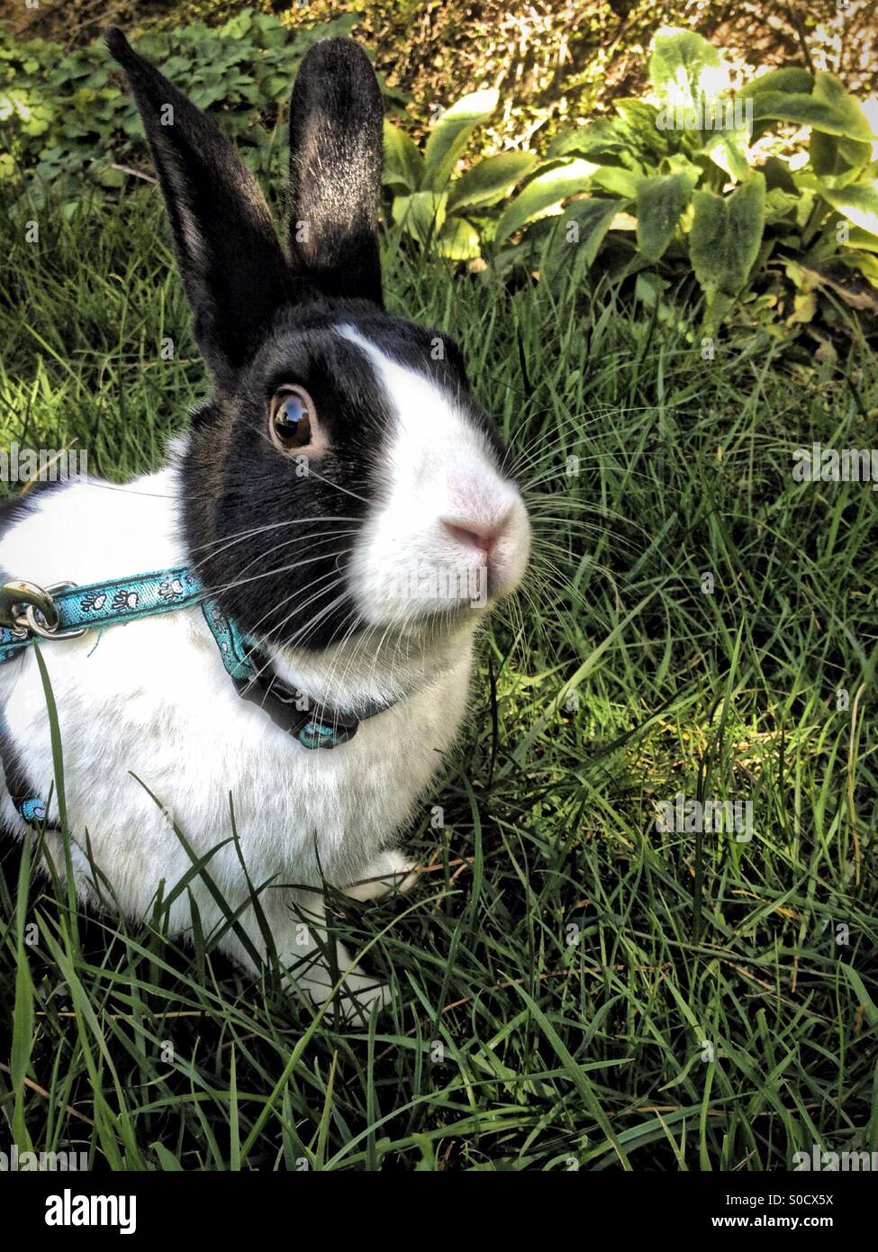 Dutch rabbit in garden - Smartphone Captured Stock Image