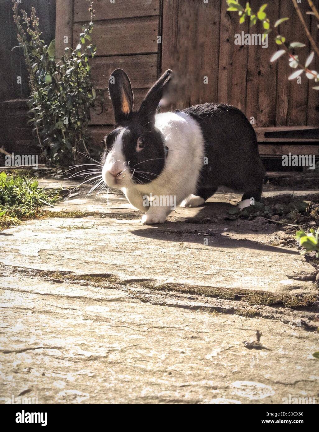 Dutch rabbit in garden - Smartphone Captured Stock Image