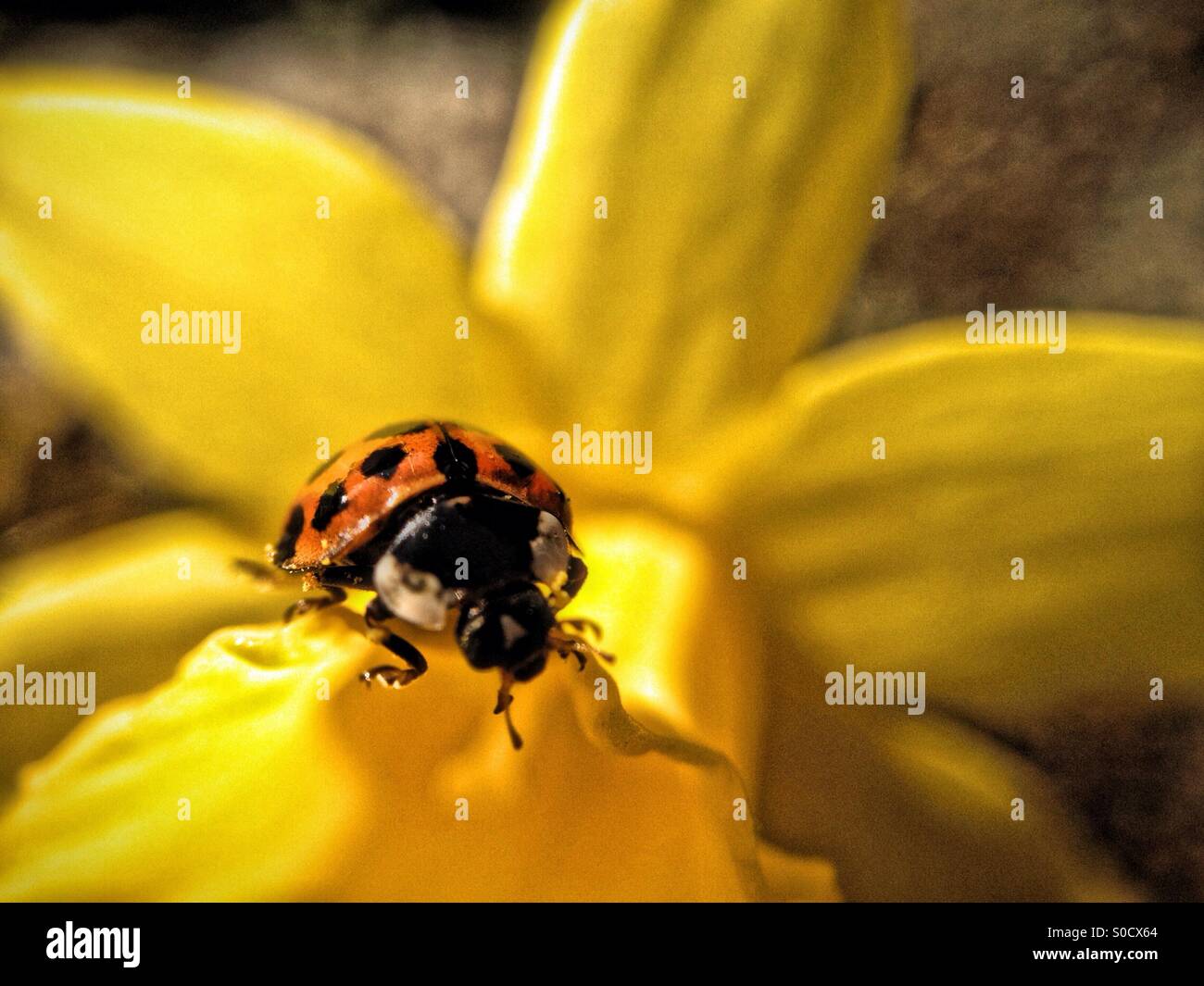 Ladybird on a daffodil leaf - Smartphone Captured Stock Image