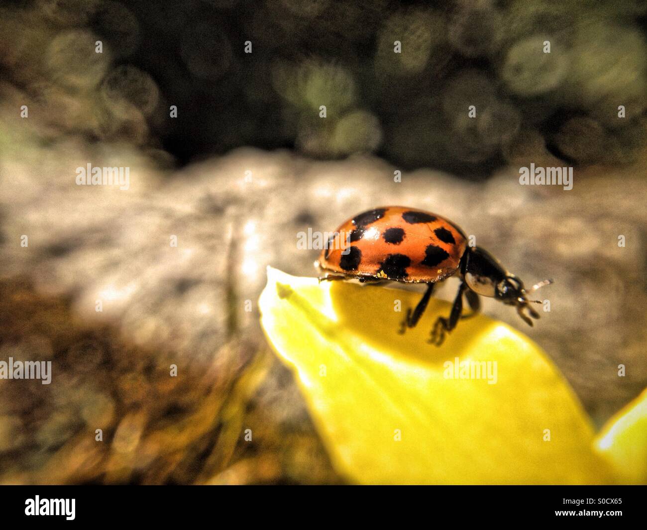 Ladybird on a daffodil leaf - Smartphone Captured Stock Image