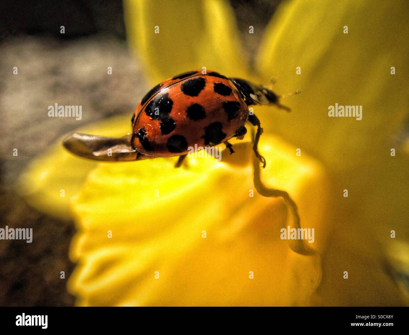 Ladybird on a daffodil leaf - Smartphone Captured Stock Image