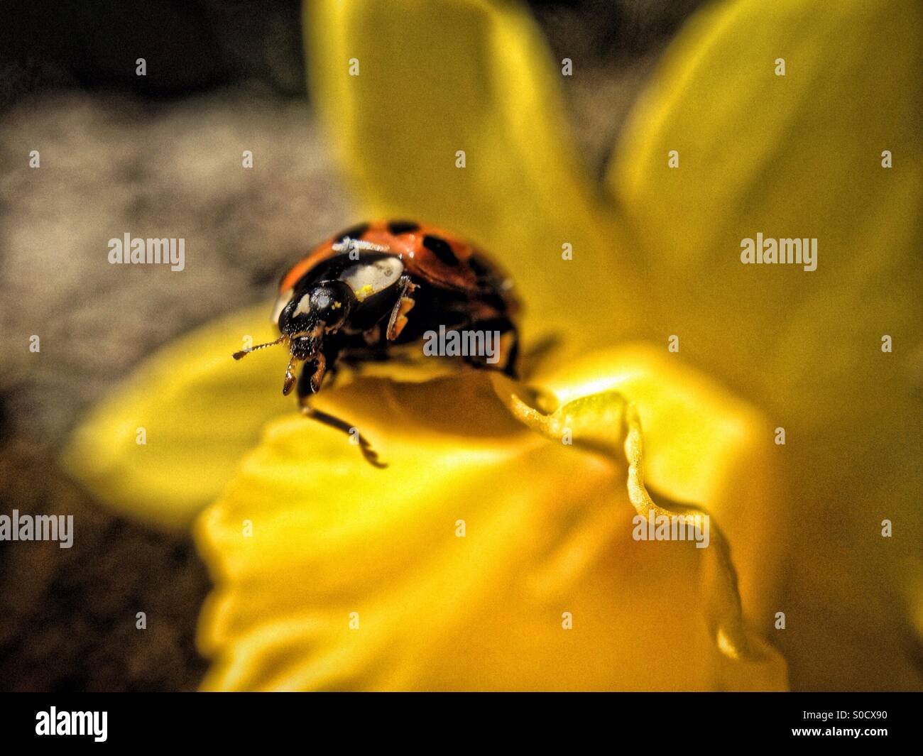Ladybird on a daffodil leaf - Smartphone Captured Stock Image