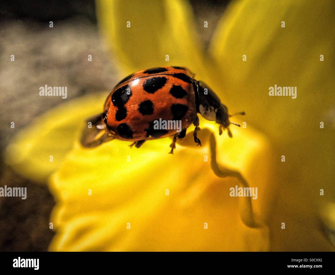 Ladybird on a daffodil leaf - Smartphone Captured Stock Image