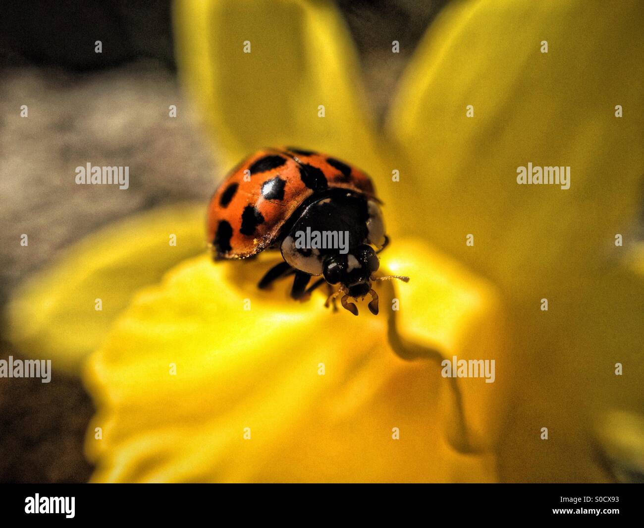 Ladybird on a daffodil leaf - Smartphone Captured Stock Image