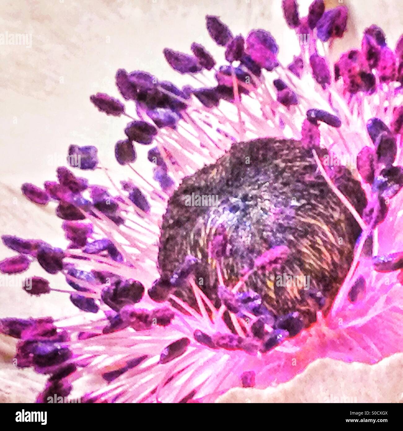 White poppies - Smartphone Captured Stock Image