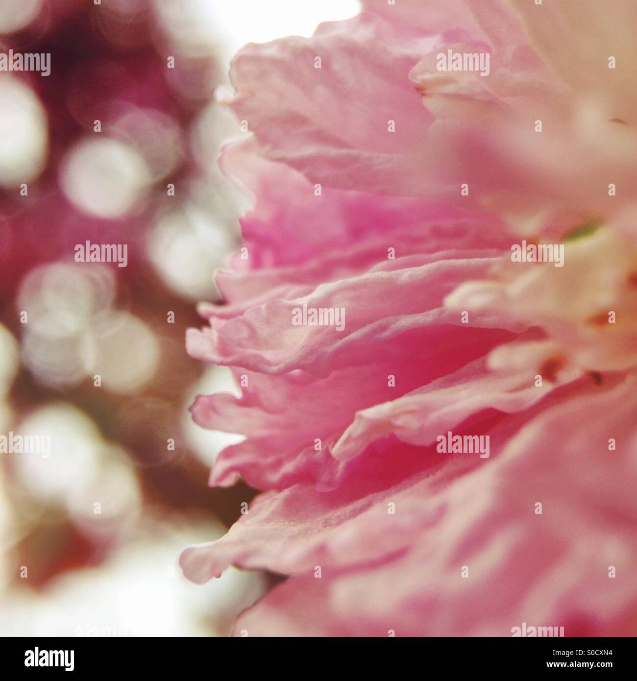 Cherry blossom close up - Smartphone Captured Stock Image