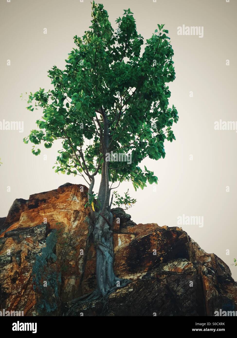 Tree grows on a rock. Stock Photo