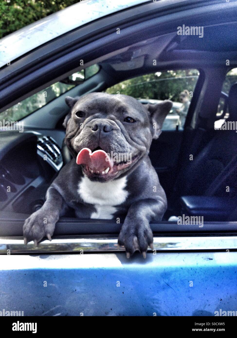 Happy bull dog in car Stock Photo