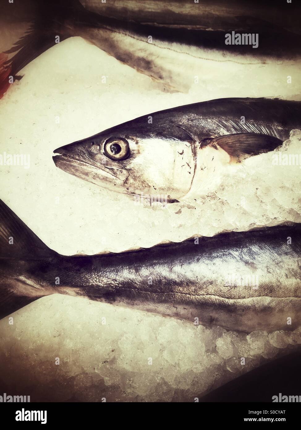 Head and tail of fresh fish on ice - Smartphone Captured Stock Image