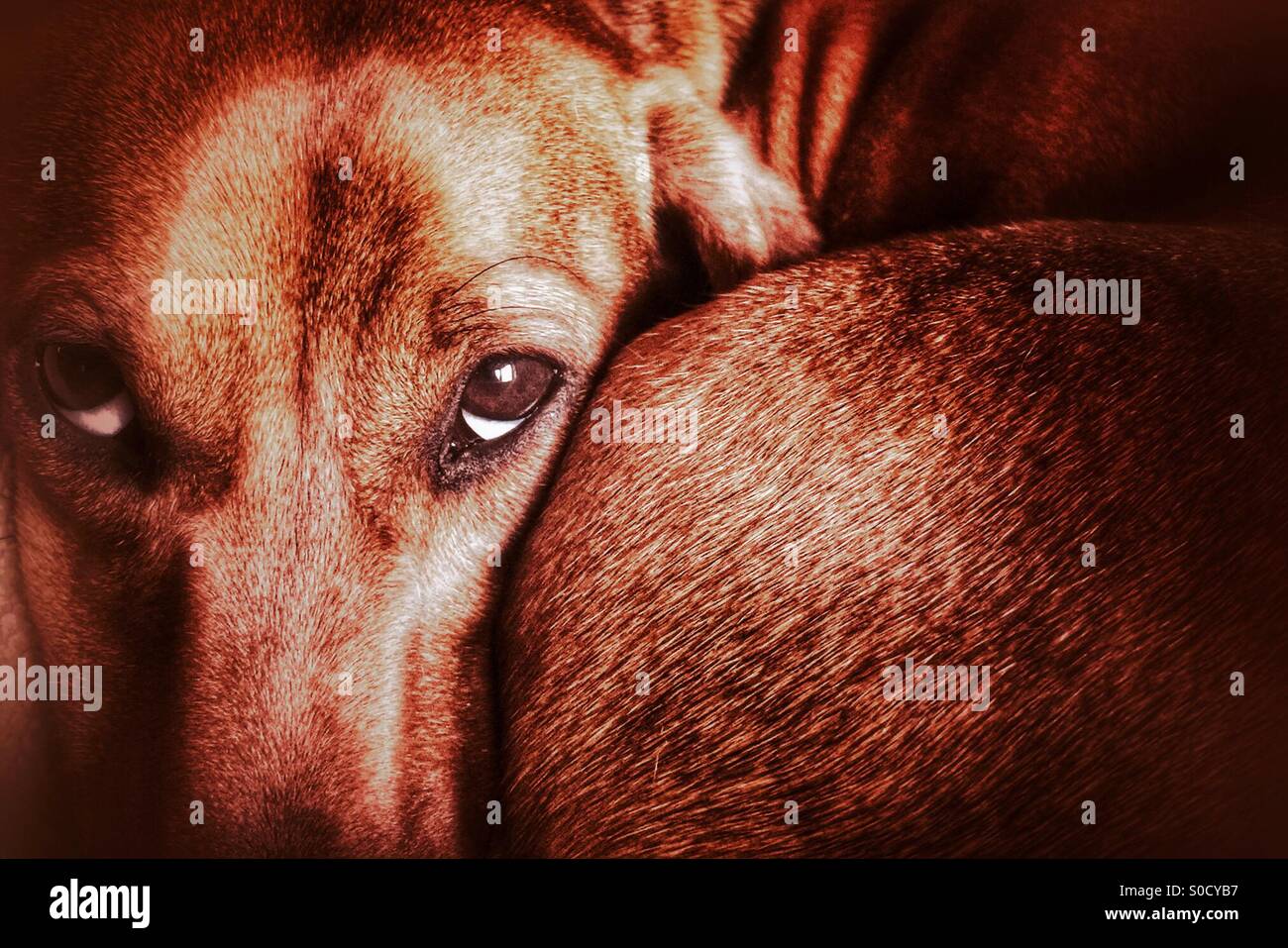 Miniature Dachshund curled up and staring at the viewer Stock Photo