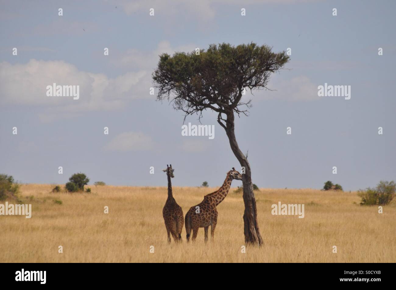 Masaai mara Stock Photo