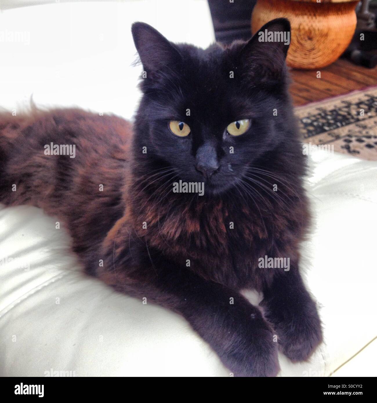 Long haired black cat hi-res stock photography and images - Alamy