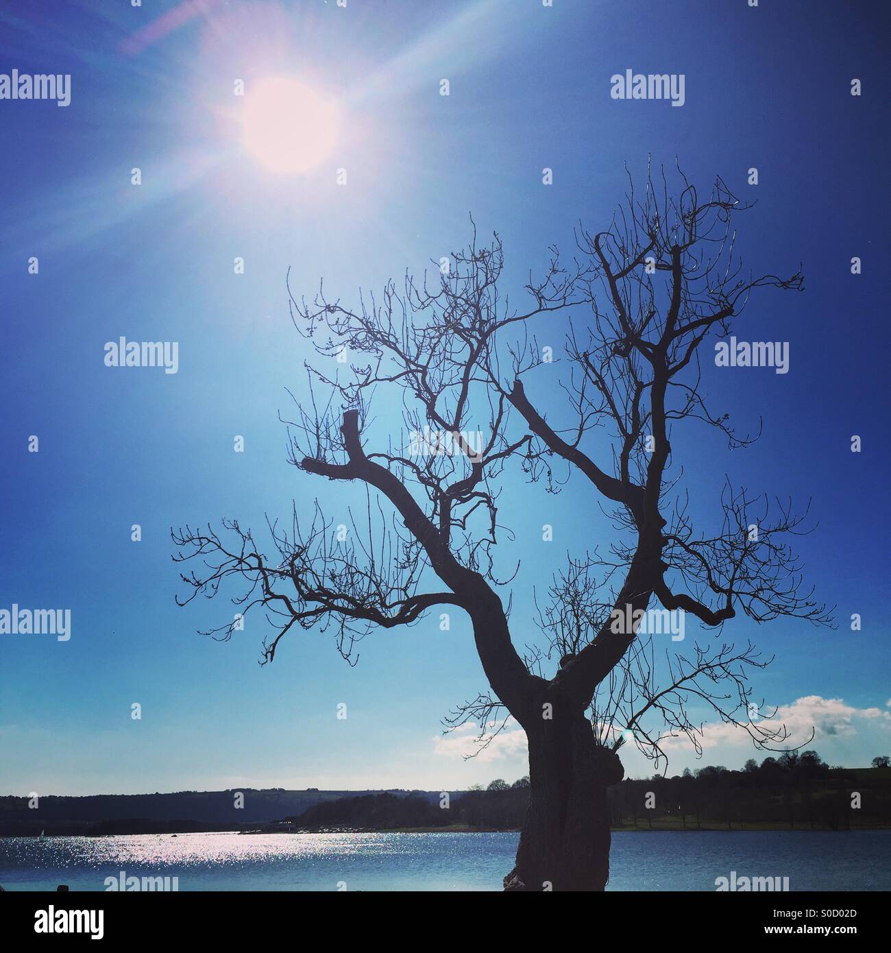 A tree in the sun over a lake Stock Photo
