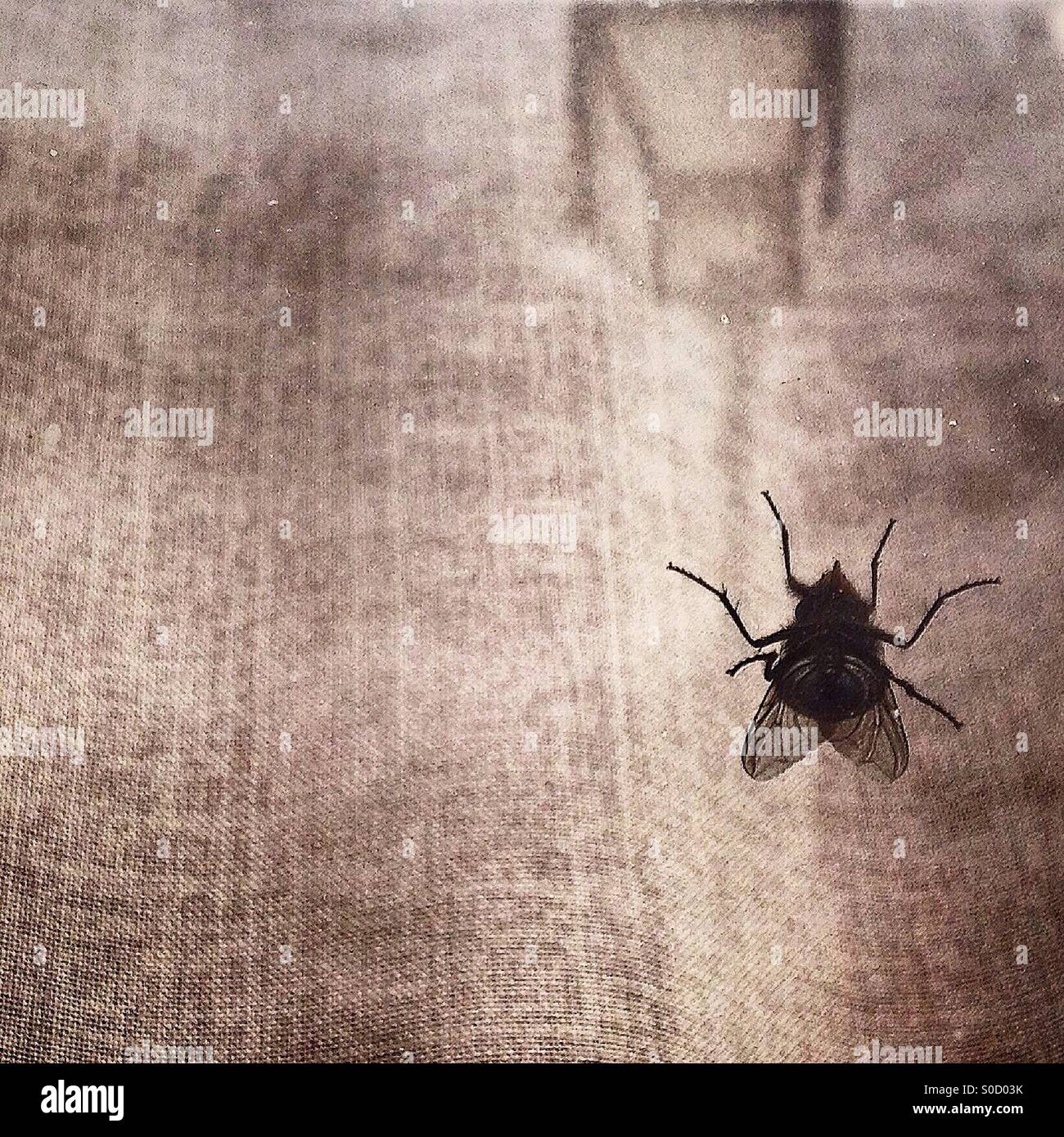 A fly on a window with the reflection of a street lamp and the texture of a curtain in Arcos de la Frontera, Sierra de Cadiz,Andalusia,Spain - Smartphone Captured Stock Image