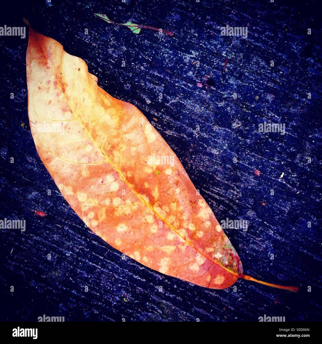 Orange dead leaf Stock Photo
