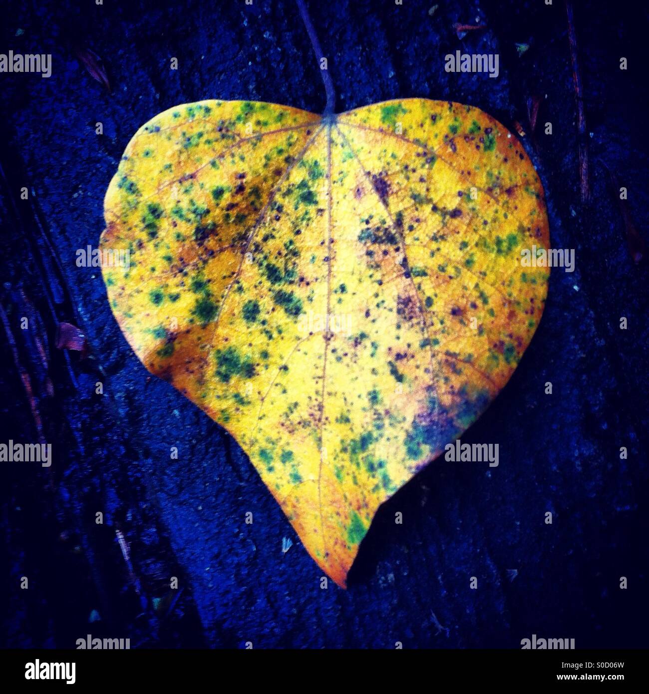Leaf in a heart shape - Smartphone Captured Stock Image