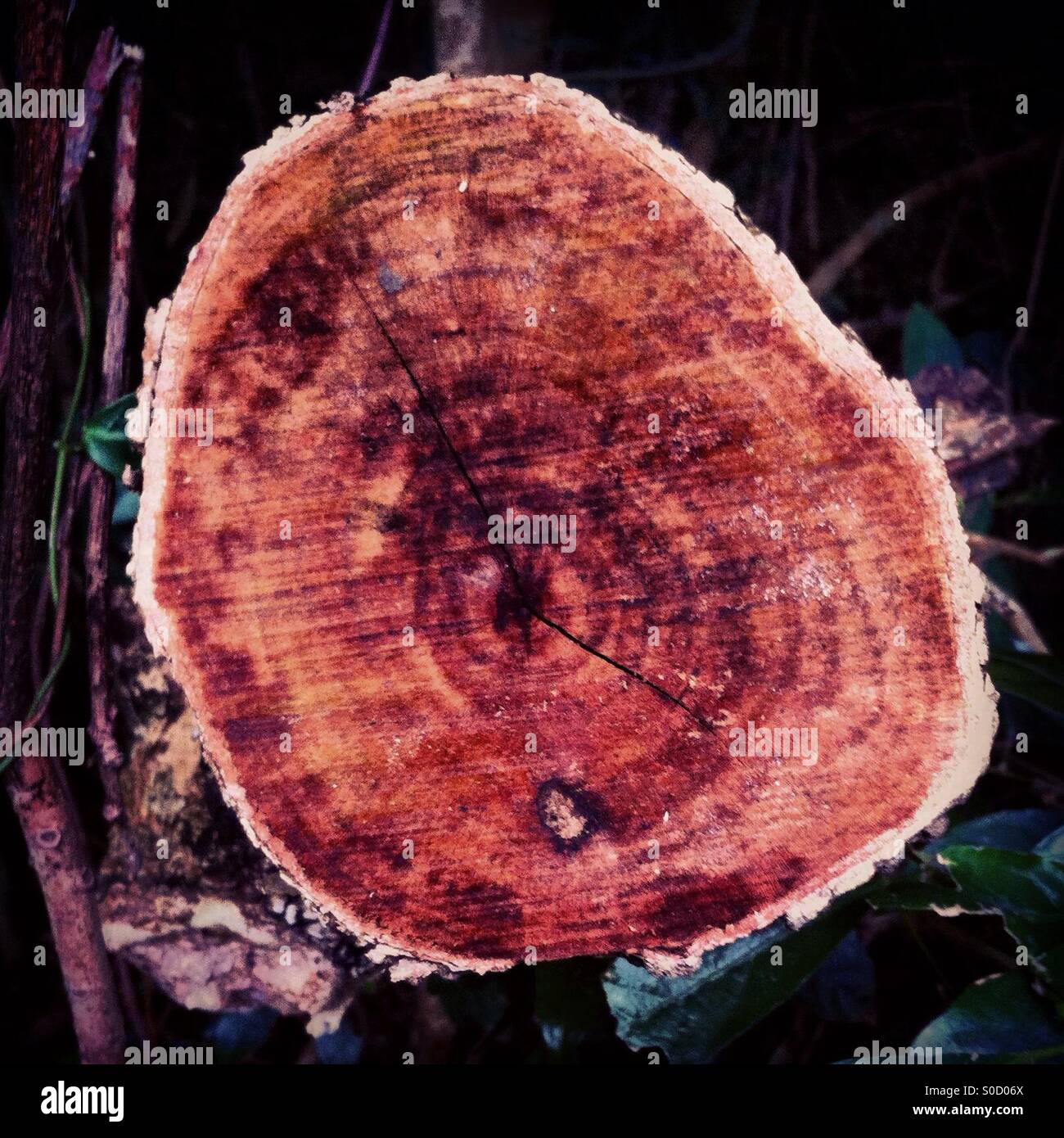 Wood ribs on a trunk - Smartphone Captured Stock Image