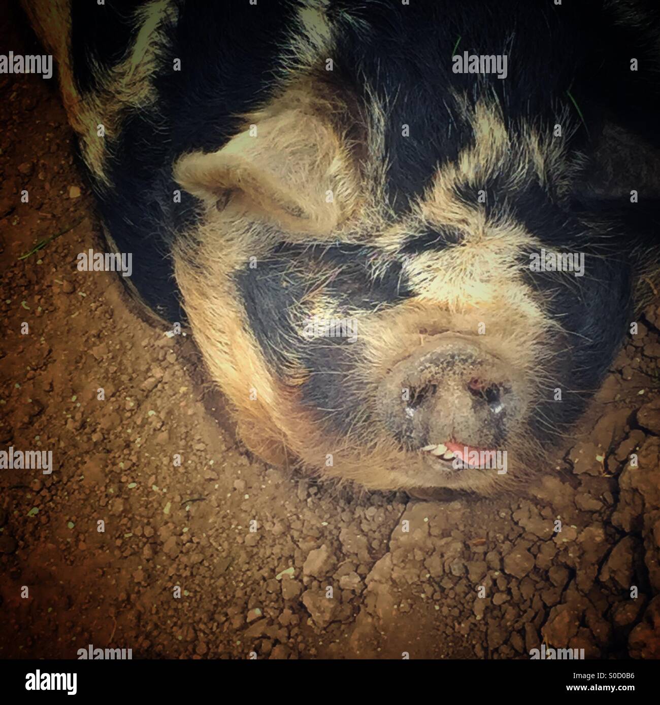 A pig asleep with its tongue out. - Smartphone Captured Stock Image