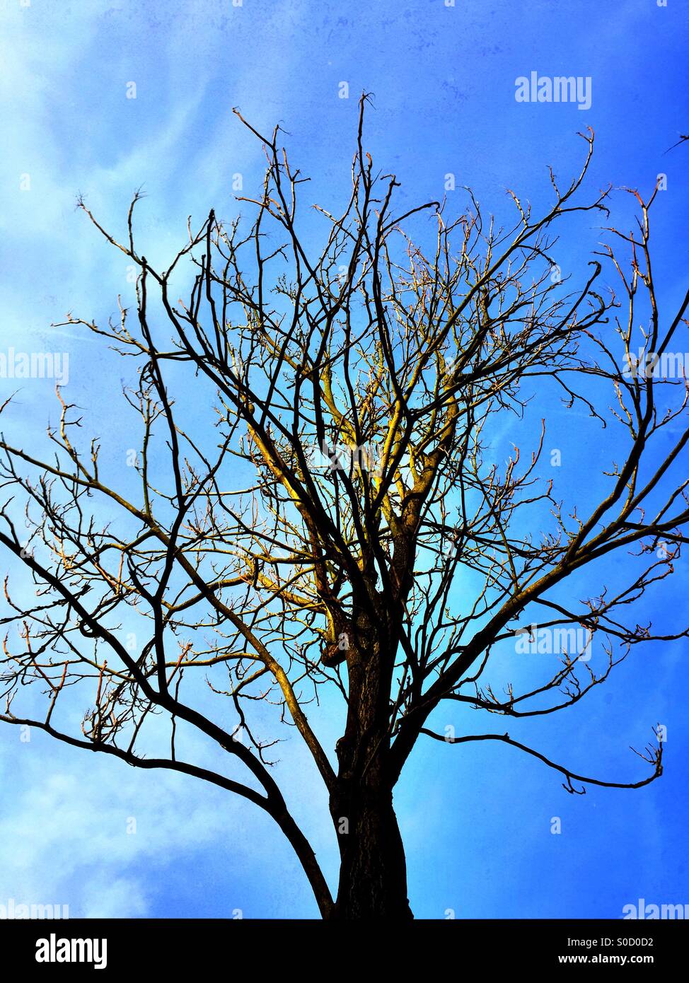 Tree starting to get leaves in the evening with a spot of sunset light on its middle branches - Smartphone Captured Stock Image
