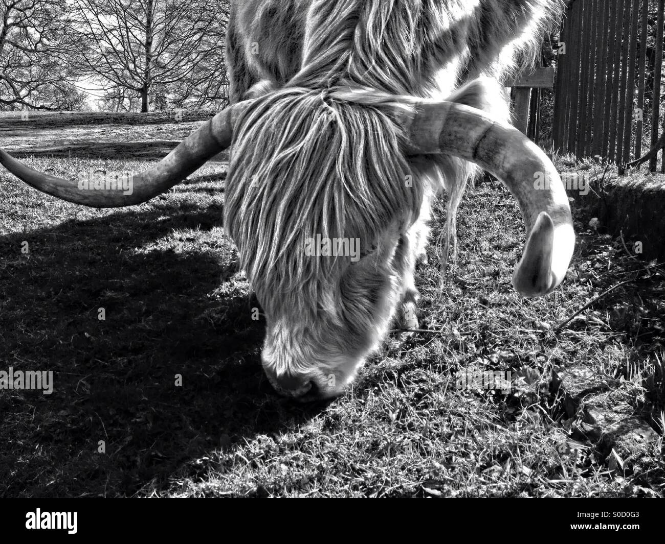 Black and white highland cattle hi-res stock photography and images - Alamy