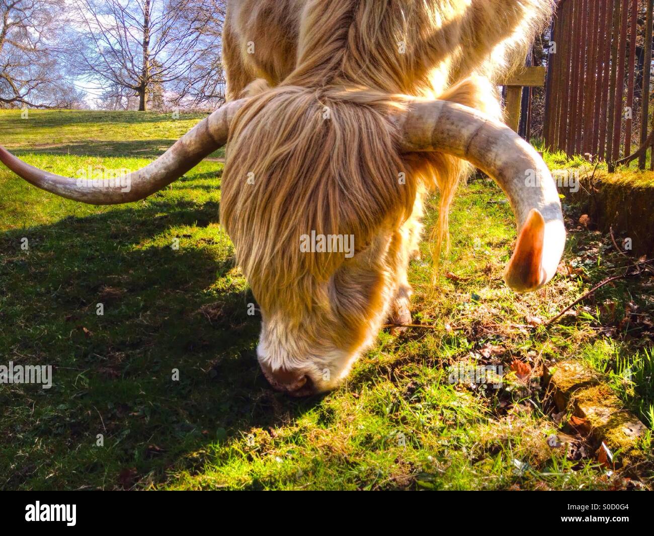 Highland cattle - Smartphone Captured Stock Image