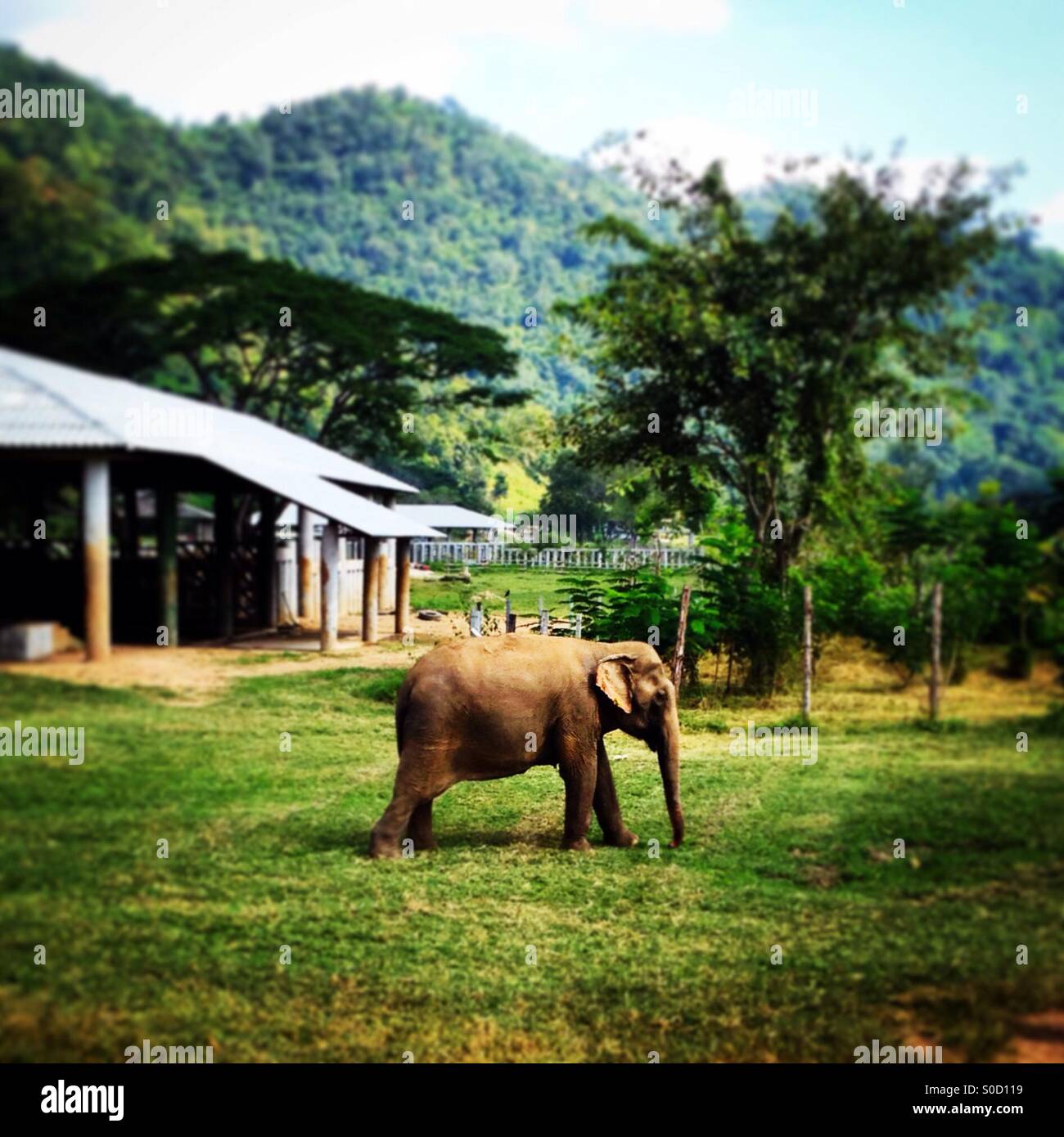 Elephant in Thailand Stock Photo