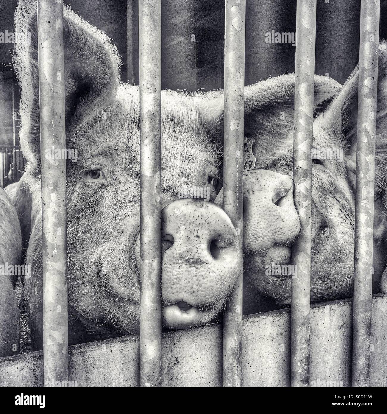 Two cute pigs peer through the bars of their sty - Smartphone Captured Stock Image