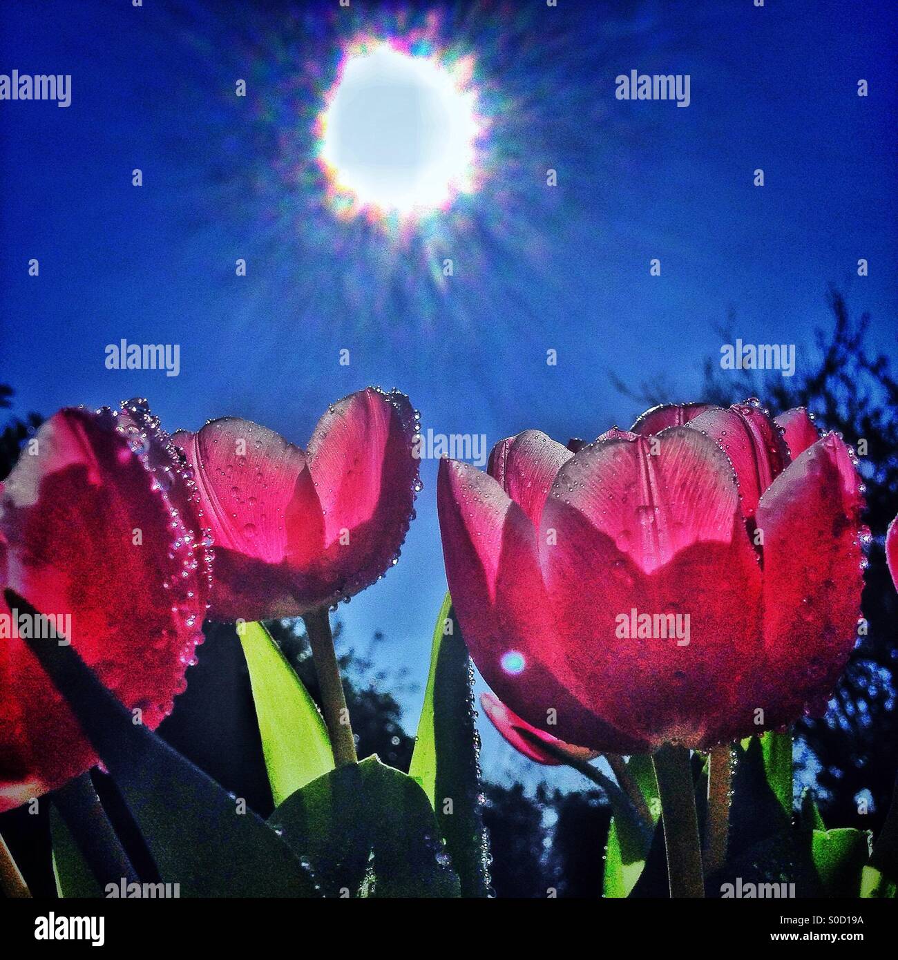 Sunshine and tulips Stock Photo