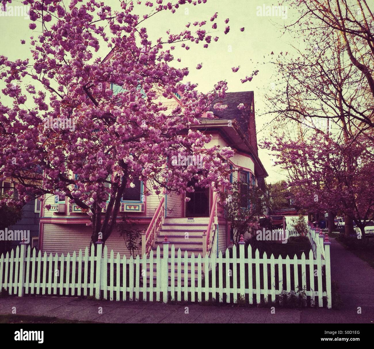 White fence, cherry tree and pink house - Smartphone Captured Stock Image