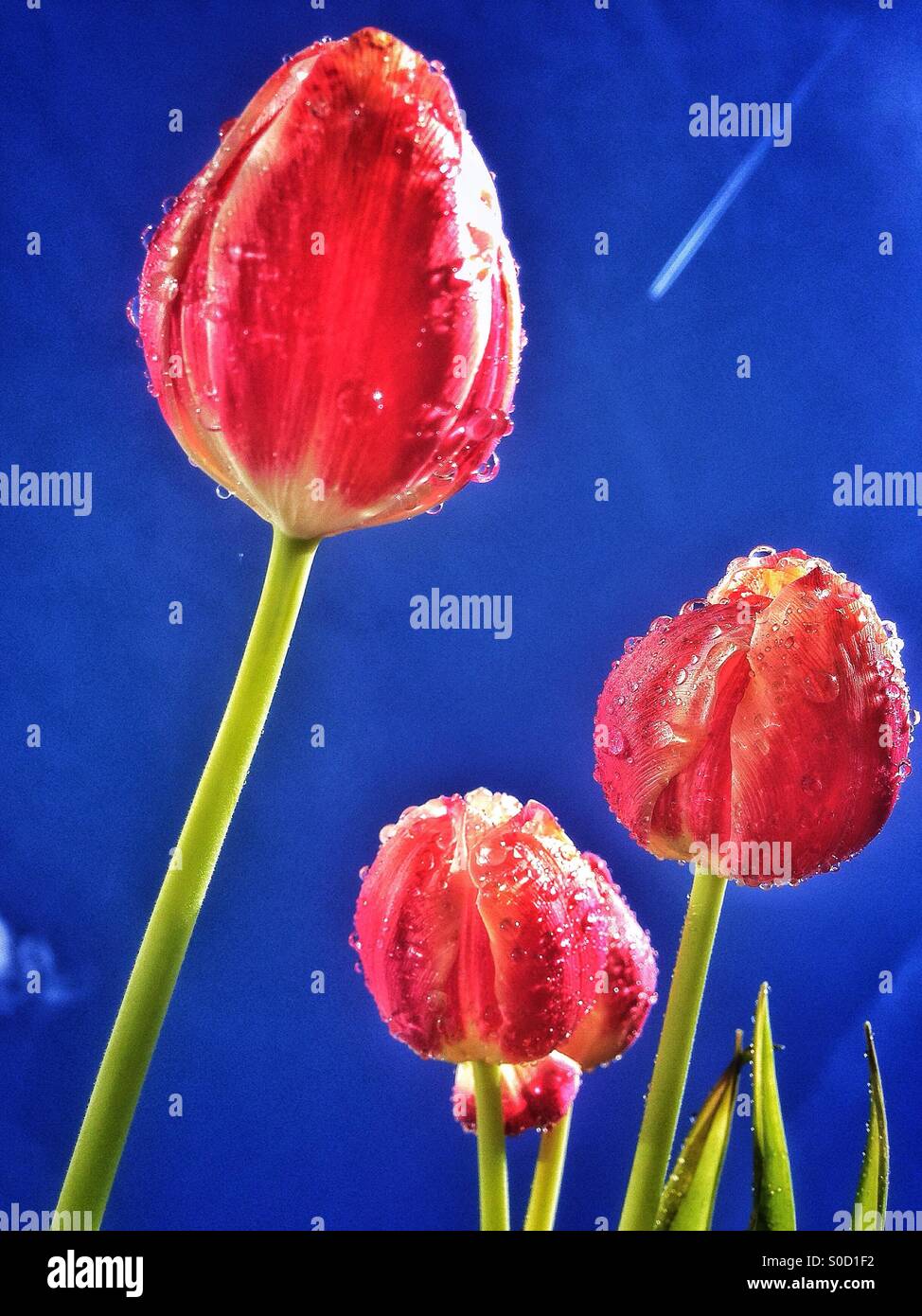 Tulips and blue sky - Smartphone Captured Stock Image