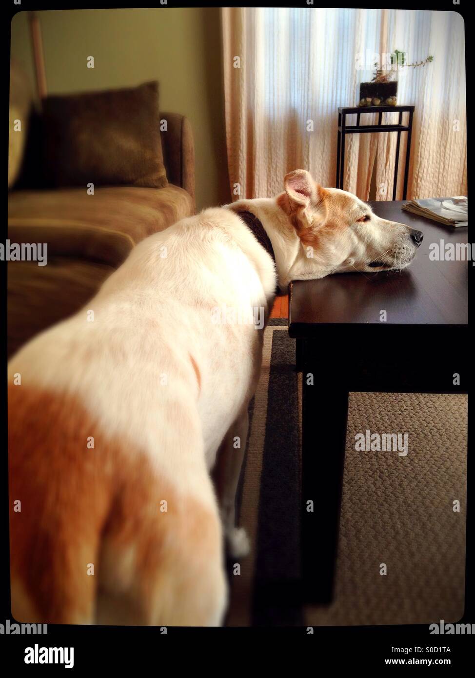 A sleepy dog resting his head on a coffee table. Stock Photo