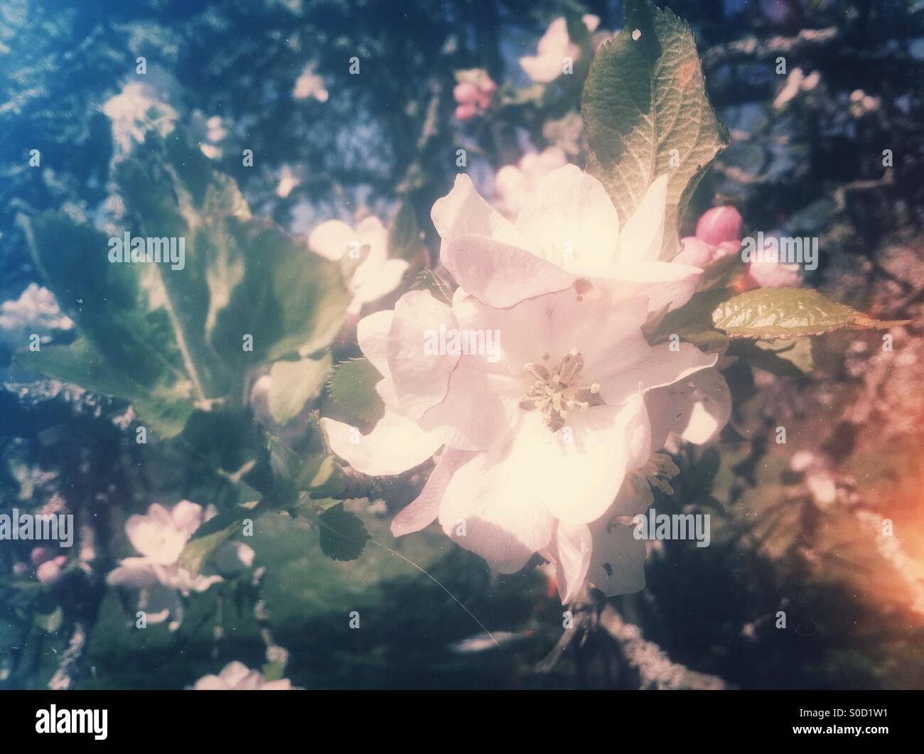 Soft cherry blossom on a tree - Smartphone Captured Stock Image