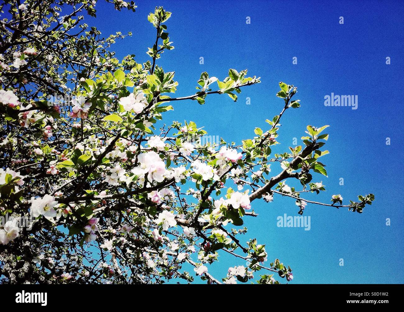 Last cherry blossoms and new leaves - Smartphone Captured Stock Image