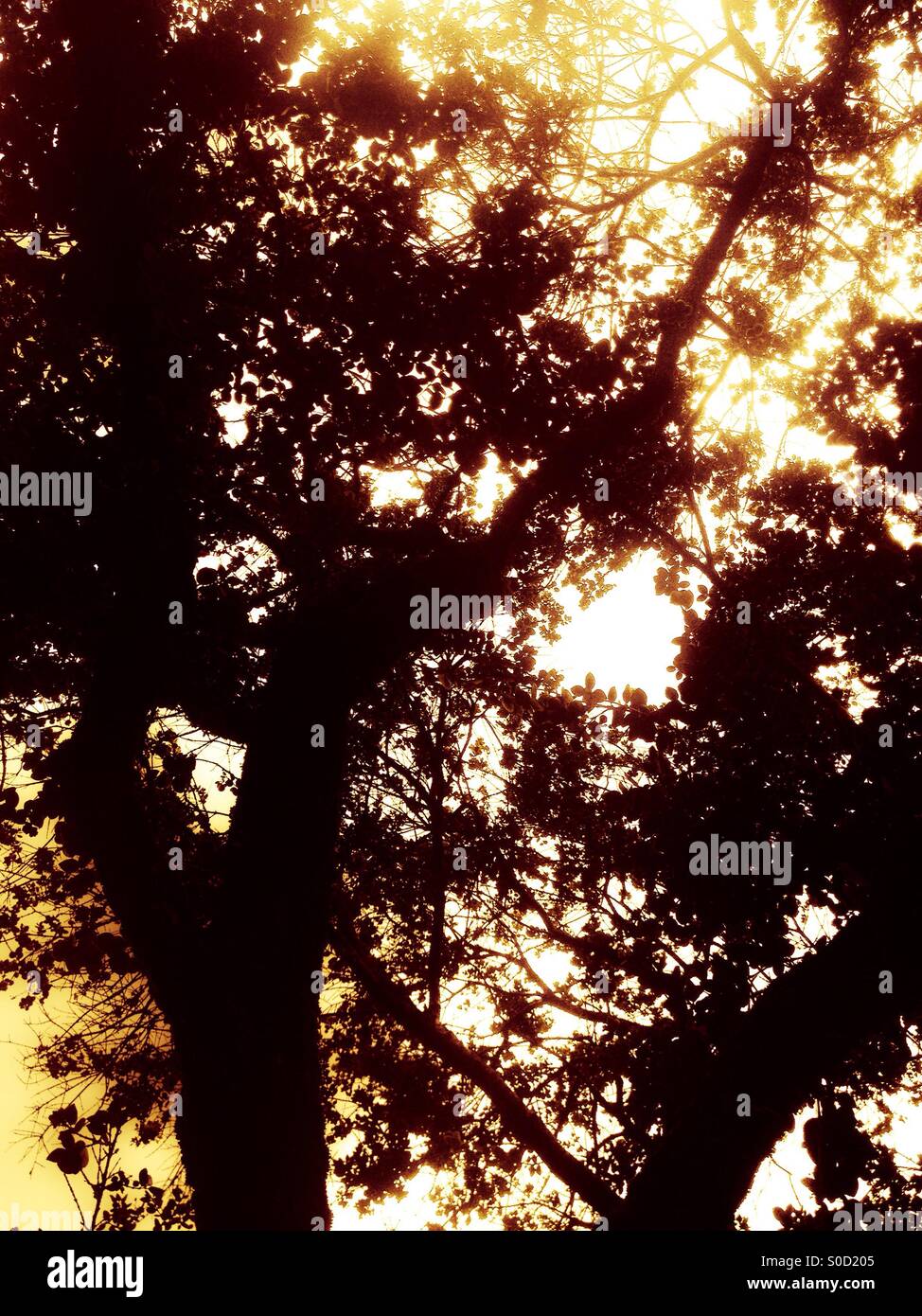 Usaquen, bogota, cundinamarca, Colombia, South america - Smartphone Captured Stock Image